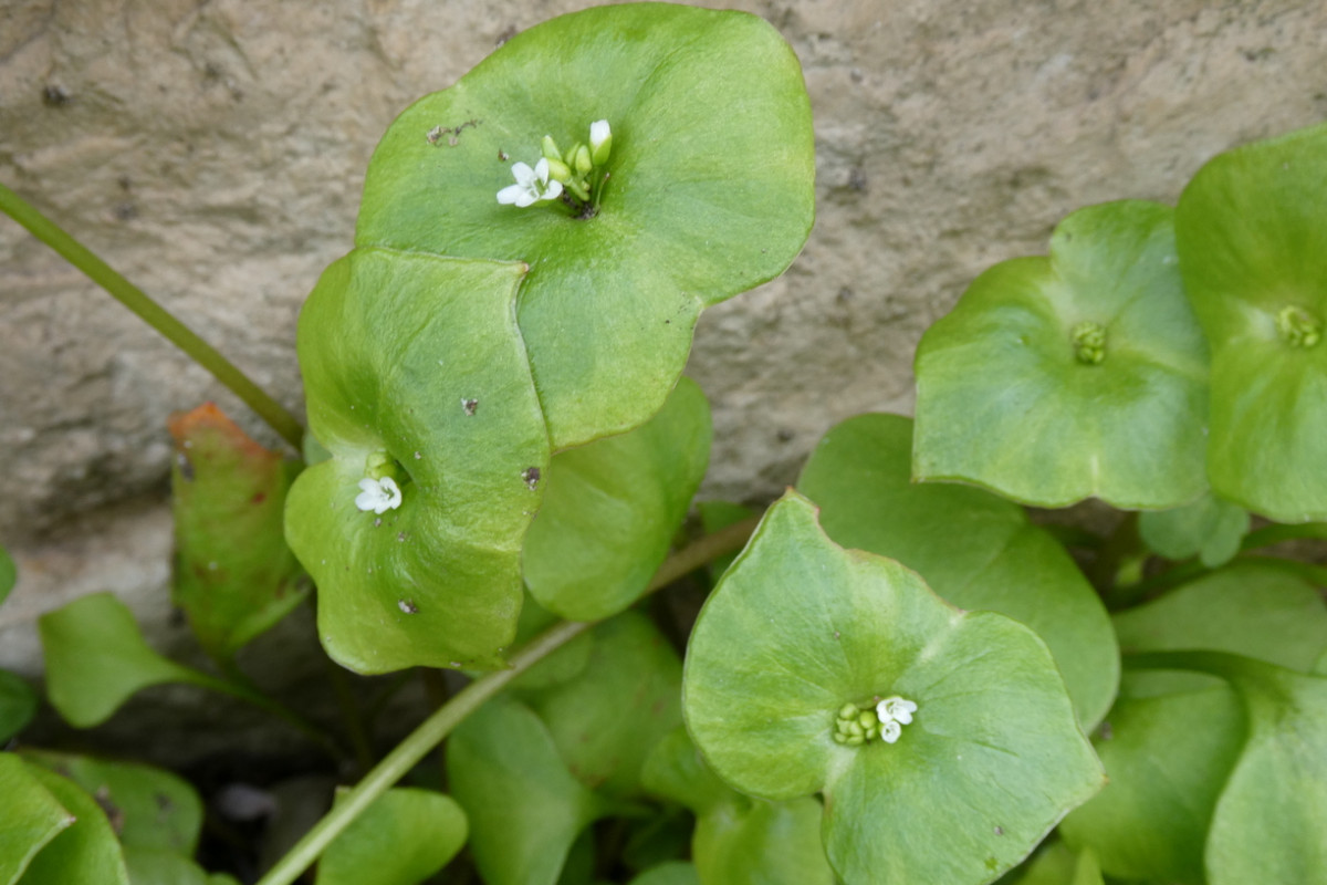 Claytonia perfoliata.JPG