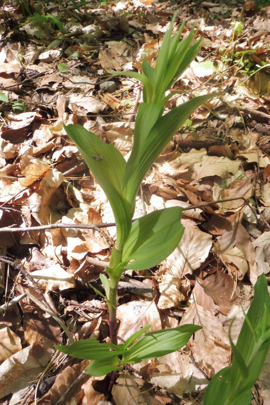 Epipactis helleborins ssp. helleborine.JPG