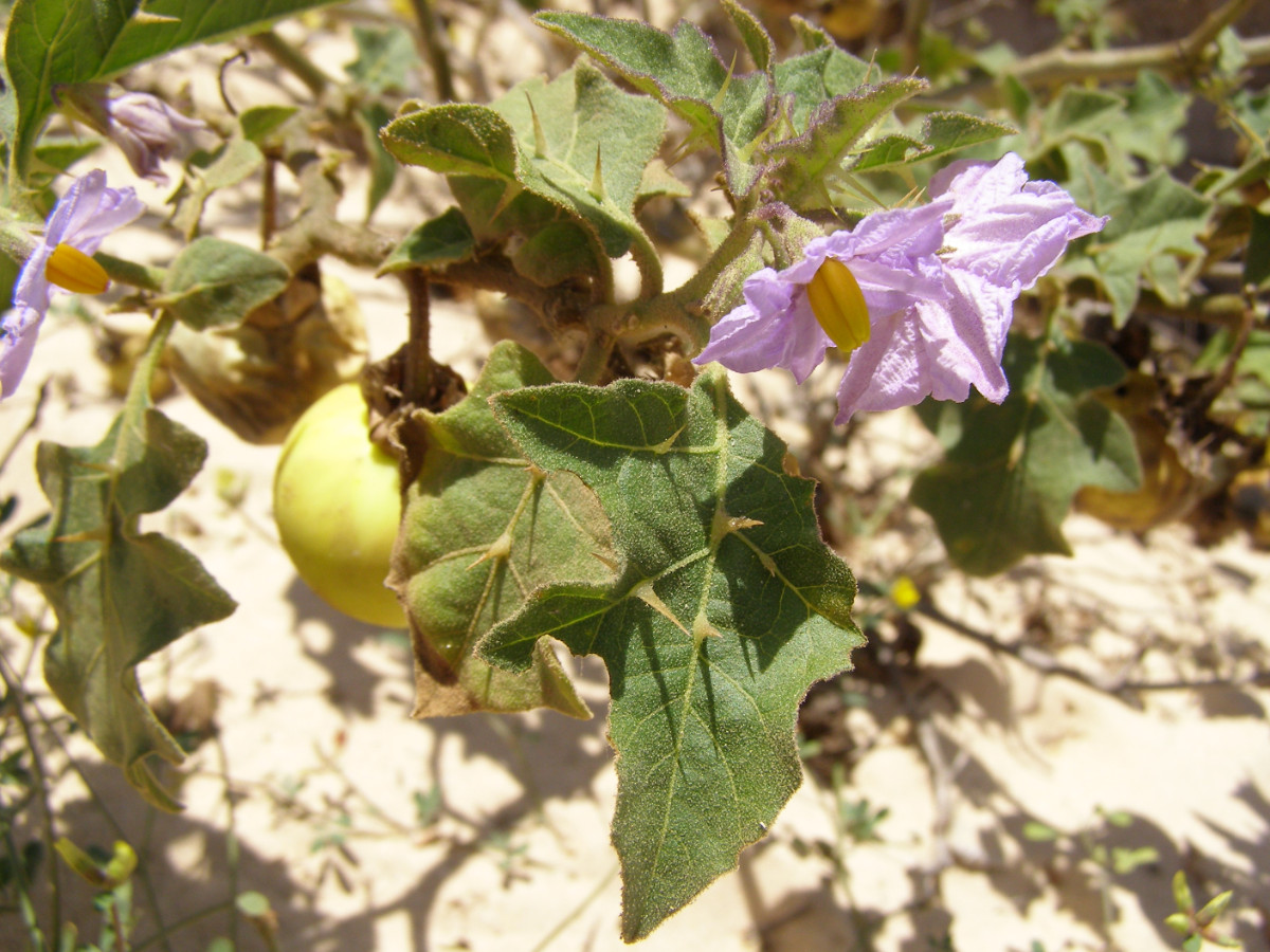 Solanum sodomeum.JPG