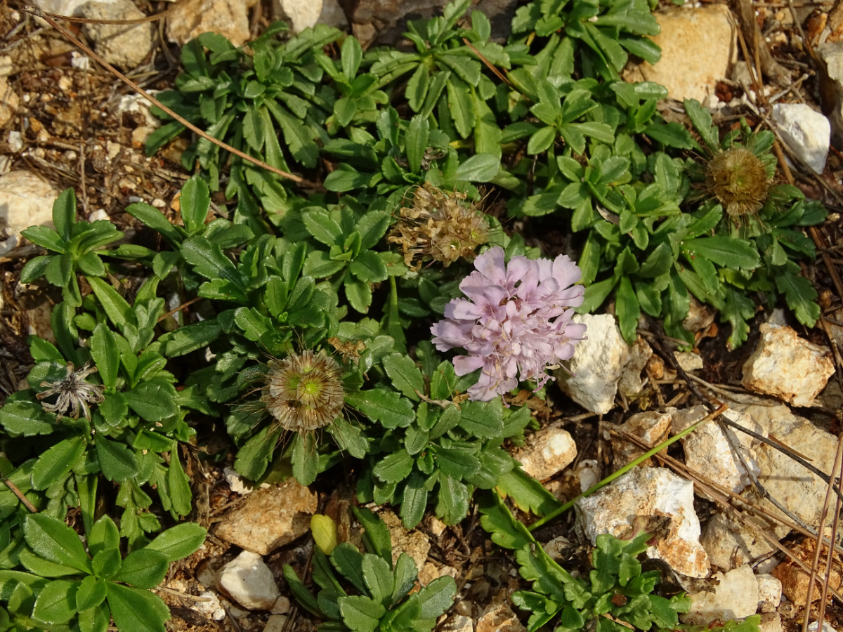 Lomelosia crenata.JPG