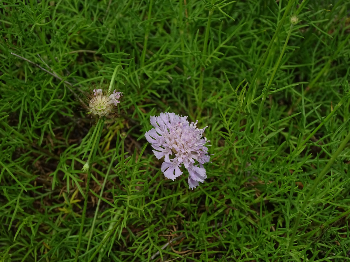 Dipsacaceae_Albania.JPG