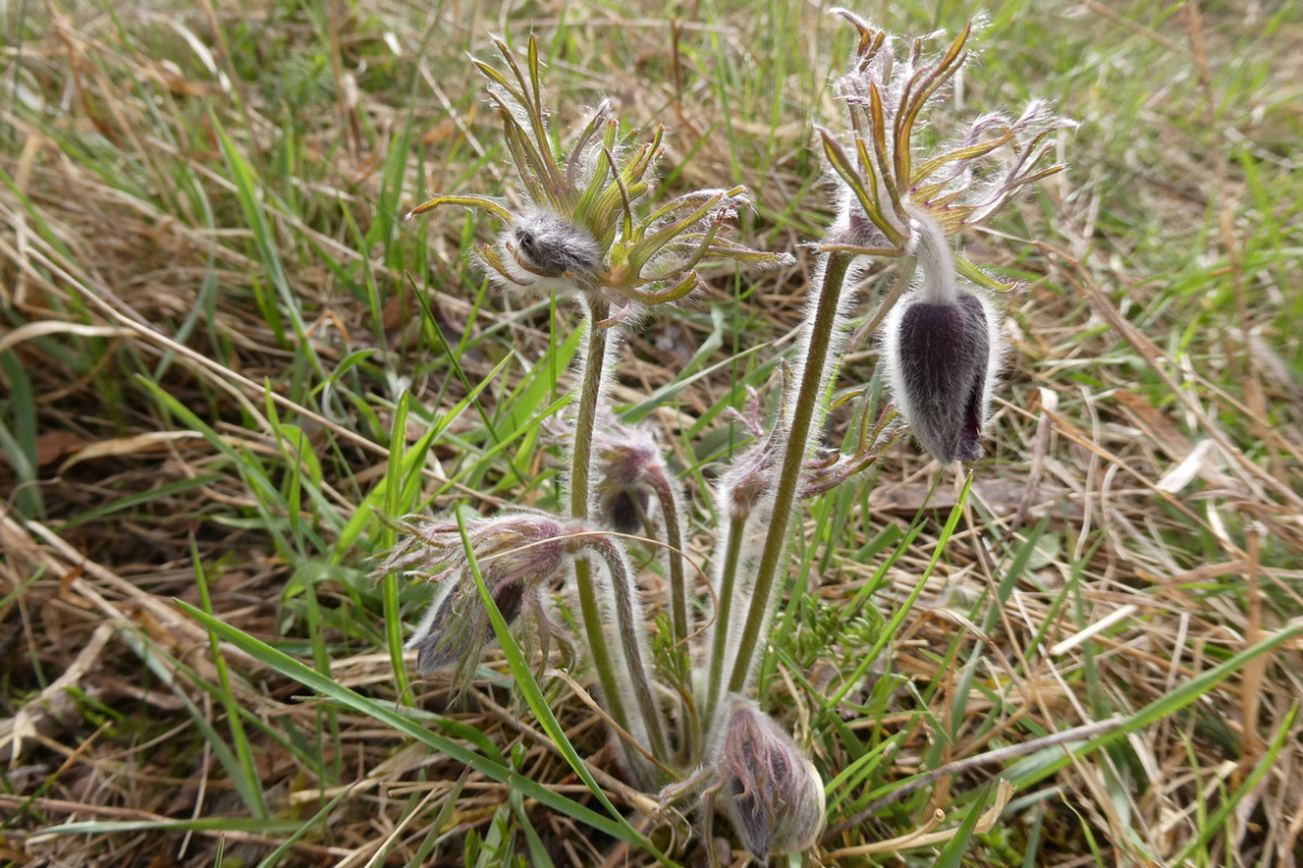 Pulsatilla pratensis ssp. nigricans Schwärzliche Wiesenkuhschelle 1.JPG