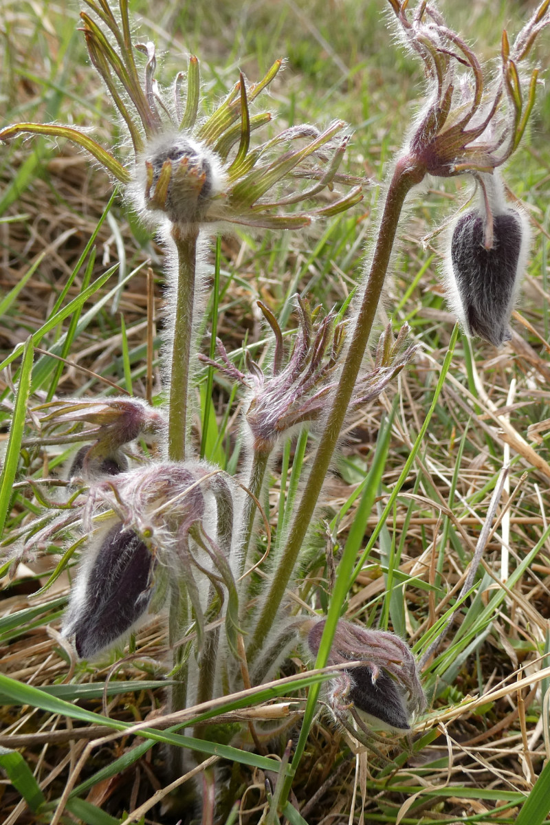 Pulsatilla pratensis ssp. nigricans Schwärzliche Wiesenkuhschelle 2.JPG