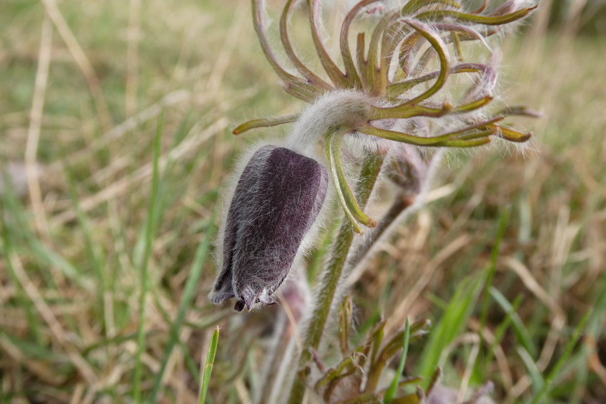 Pulsatilla pratensis ssp. nigricans Schwärzliche Wiesenkuhschelle 3.JPG