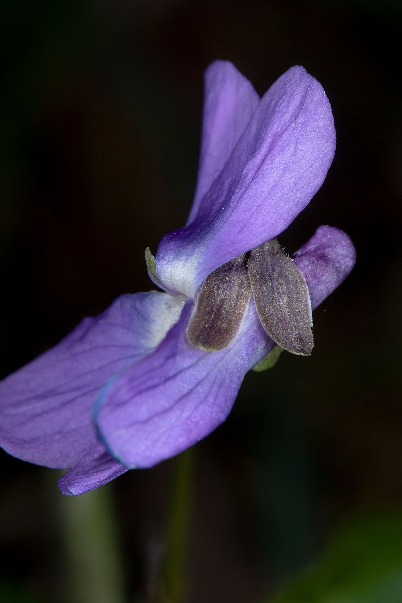 FRAGE_Viola alba_ssp_dehnhardtii_1588.jpg