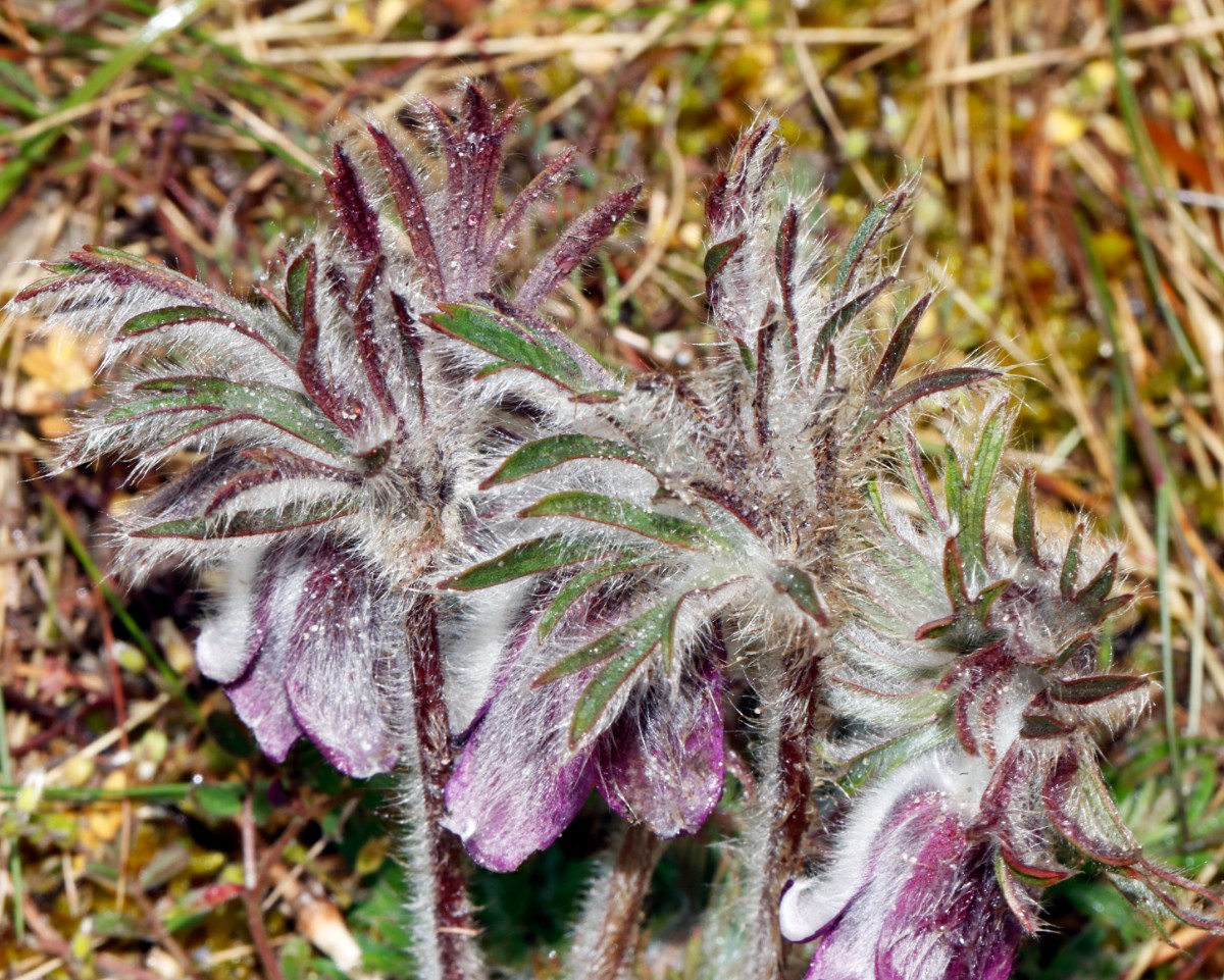 Pulsatilla pratensis Rügen Neumakran Strand A13.jpg