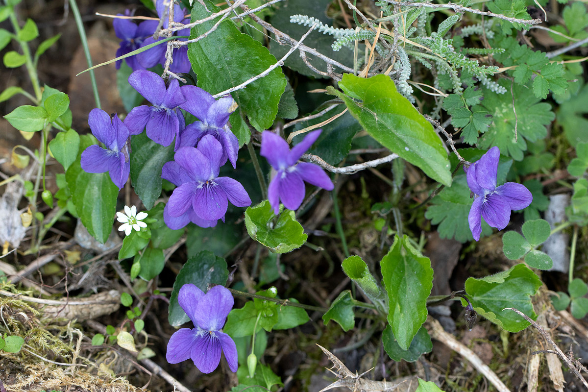 FRAGE_Viola alba_ssp_dehnhardtii_1589.jpg