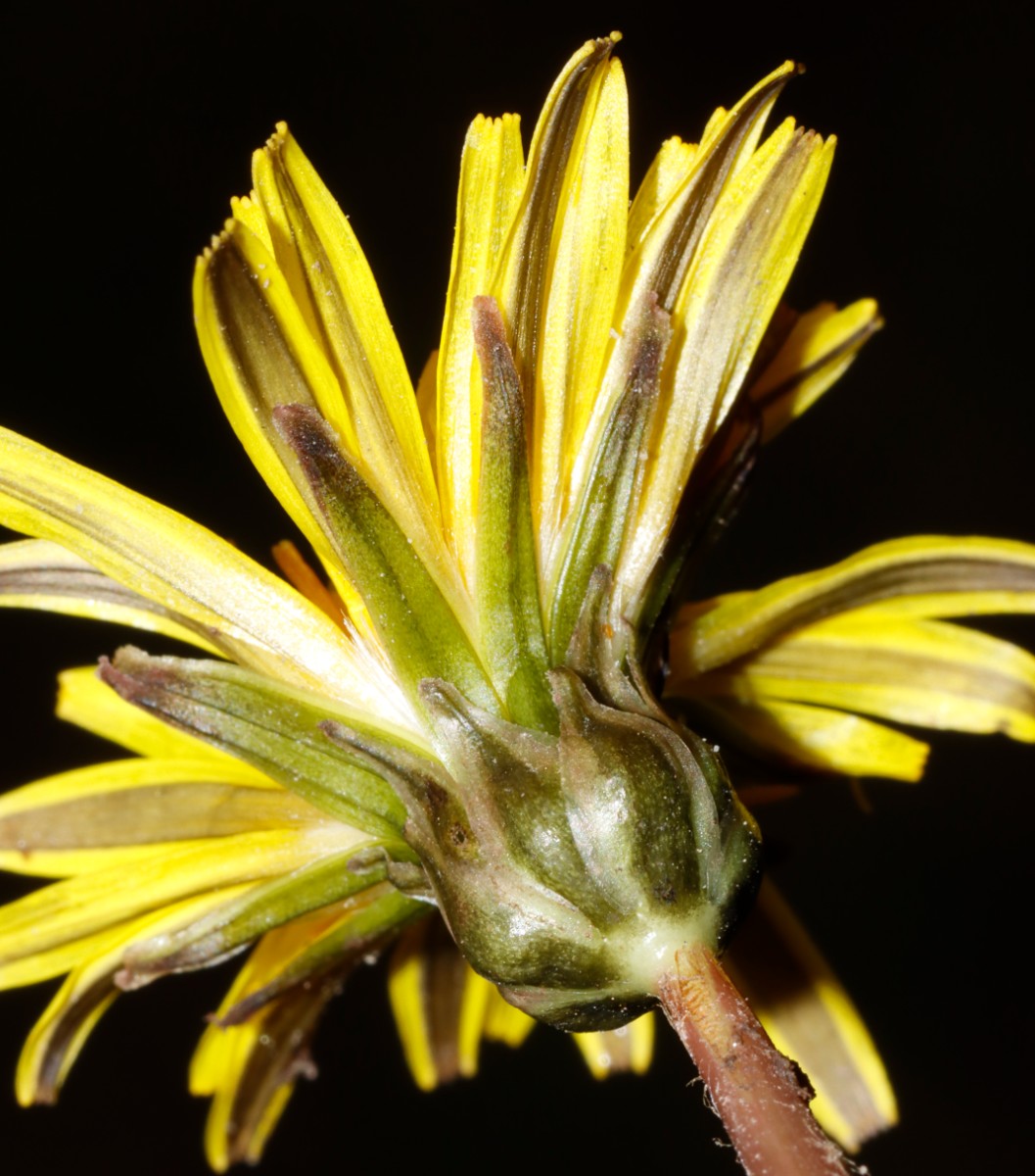 Taraxacum pauckertianum 24-009c W Diersheim BW A10.jpg