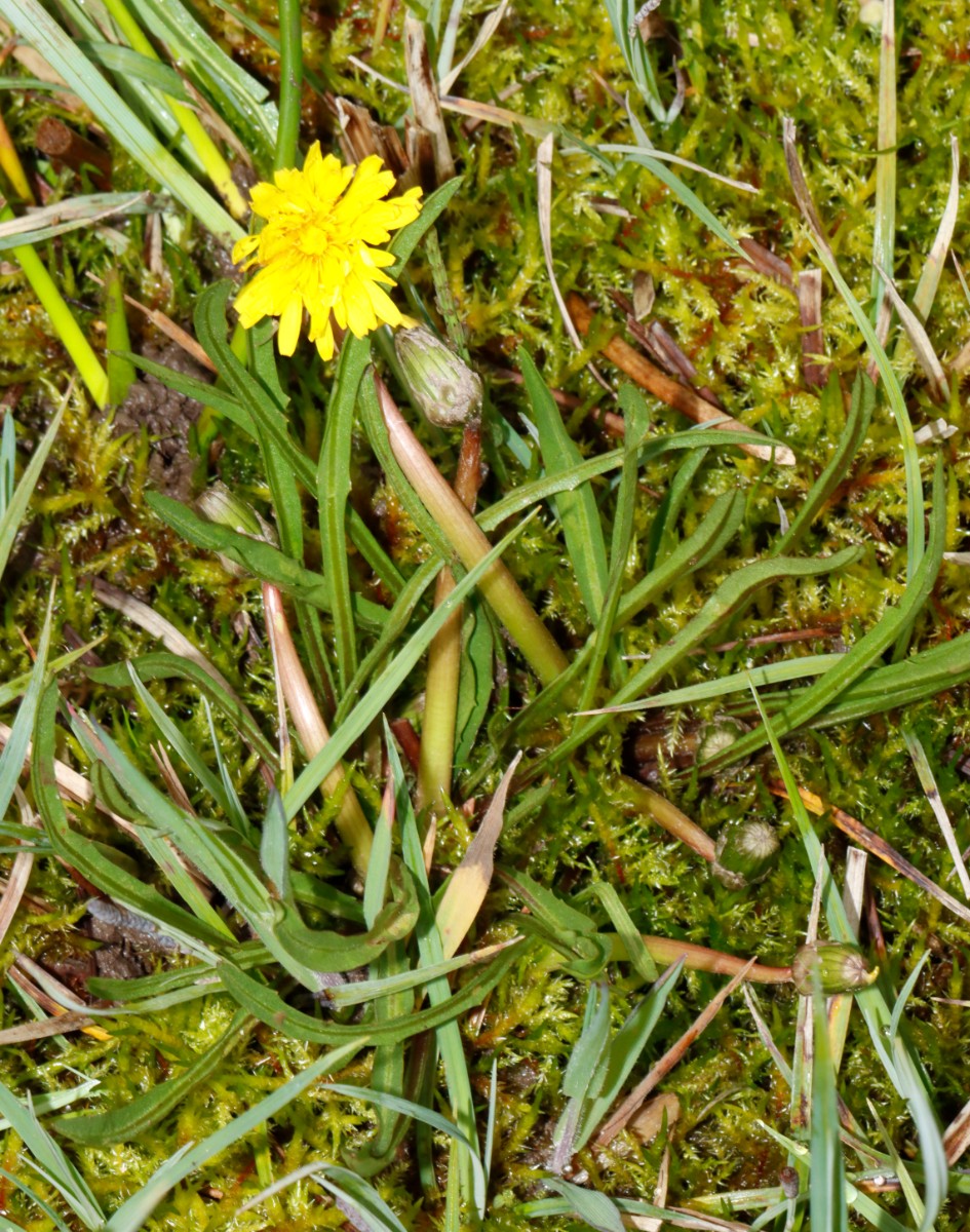 Taraxacum pauckertianum 24-009b W Diersheim BW A06.jpg