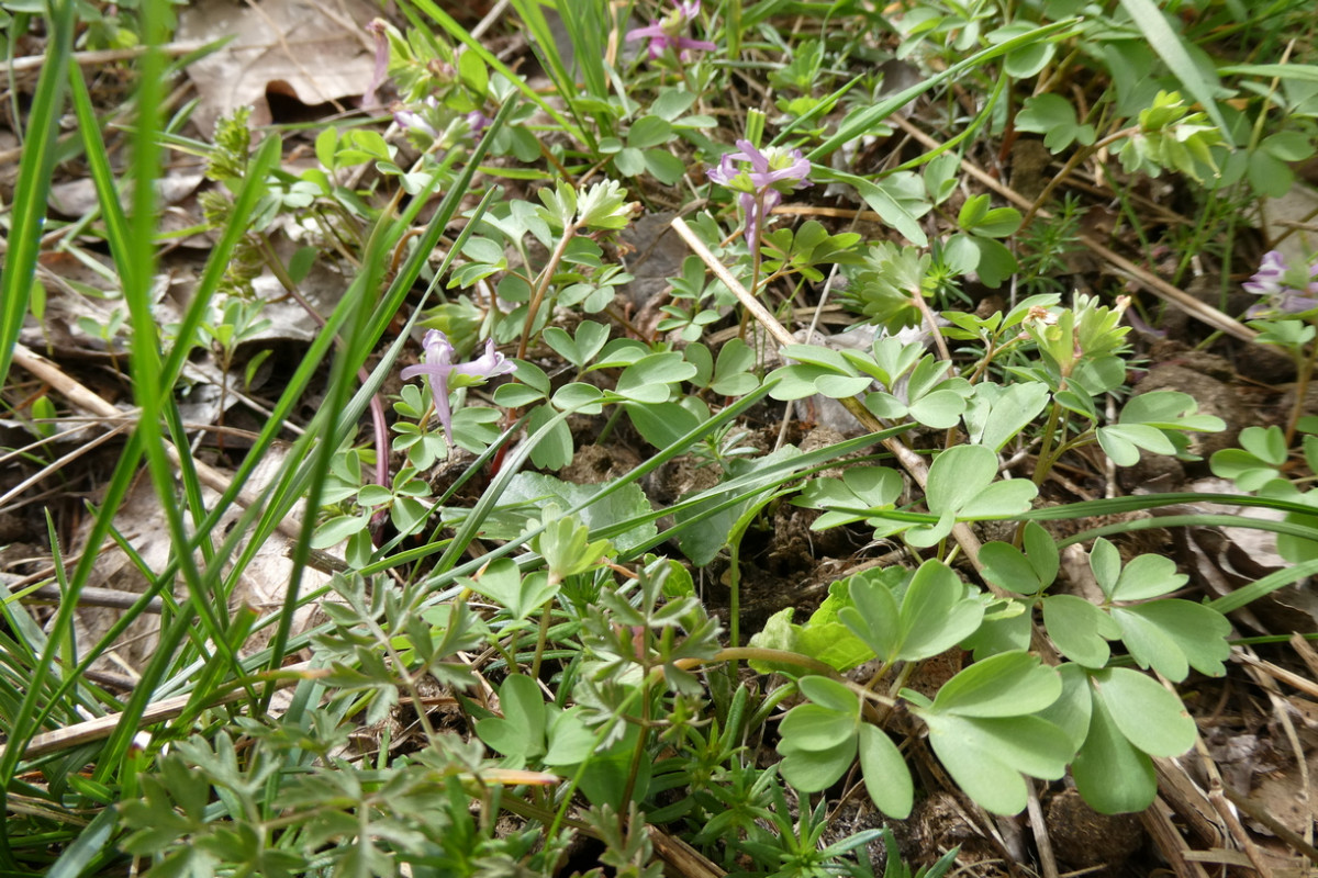 Corydalis pumila Zwerg-Lerchensporn 1.JPG