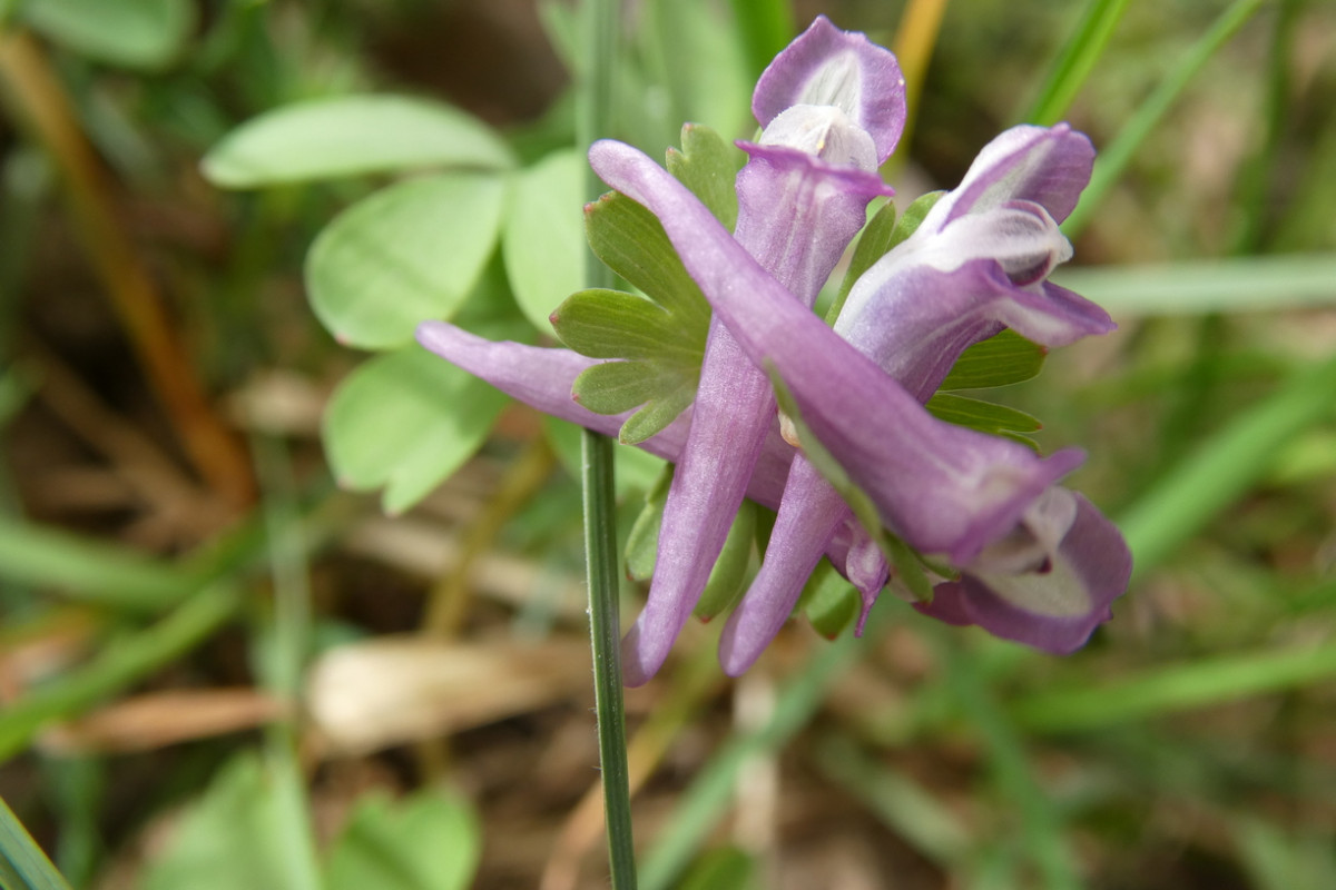 Corydalis pumila Zwerg-Lerchensporn 2.JPG