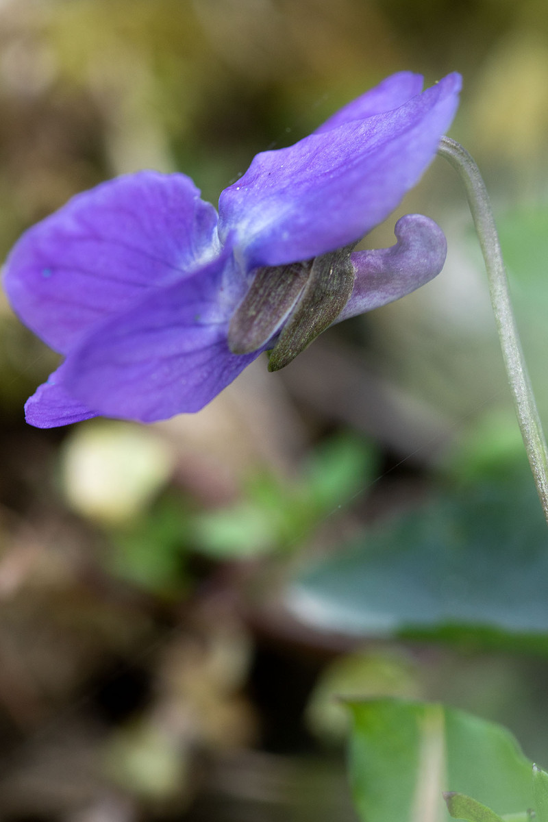 FRAGE_Viola alba_ssp_dehnhardtii_1593.jpg