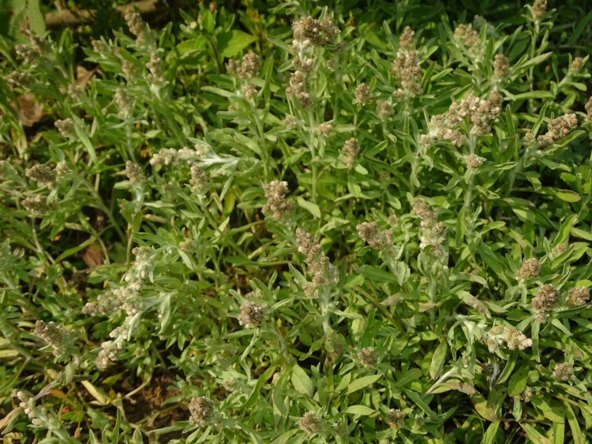 Gamochaeta pensylvanica Gnaphalium polycaulon.JPG