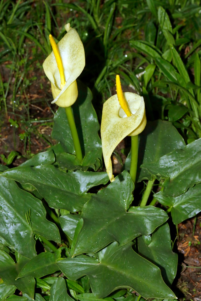 Arum creticum GartenWe24 A01.jpg