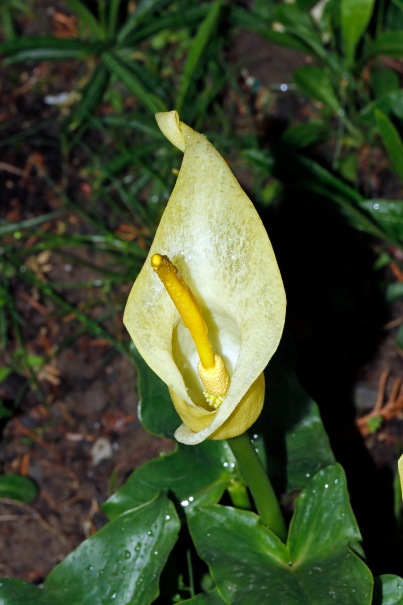 Arum creticum GartenWe24 A02.jpg