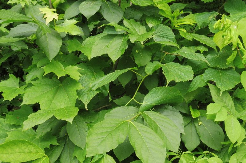 Euonymus latifolius Breitblättriges Pfaffenhütchen 1.JPG