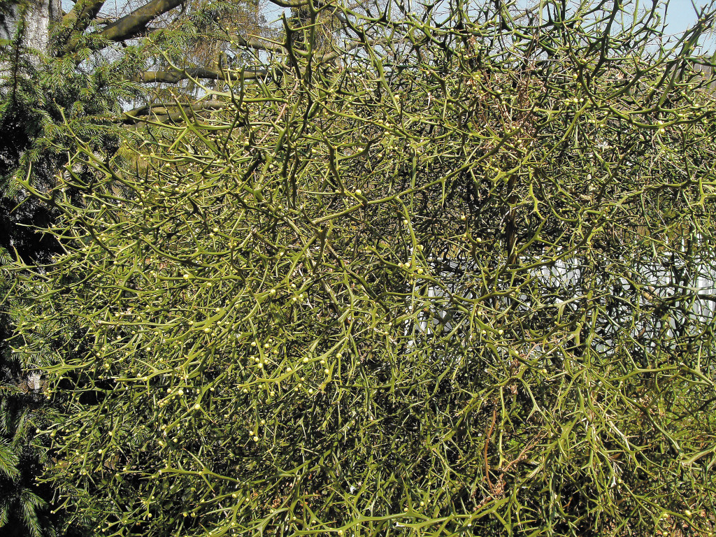 Citrus trifoliata-a_Anfang April 2009.jpg