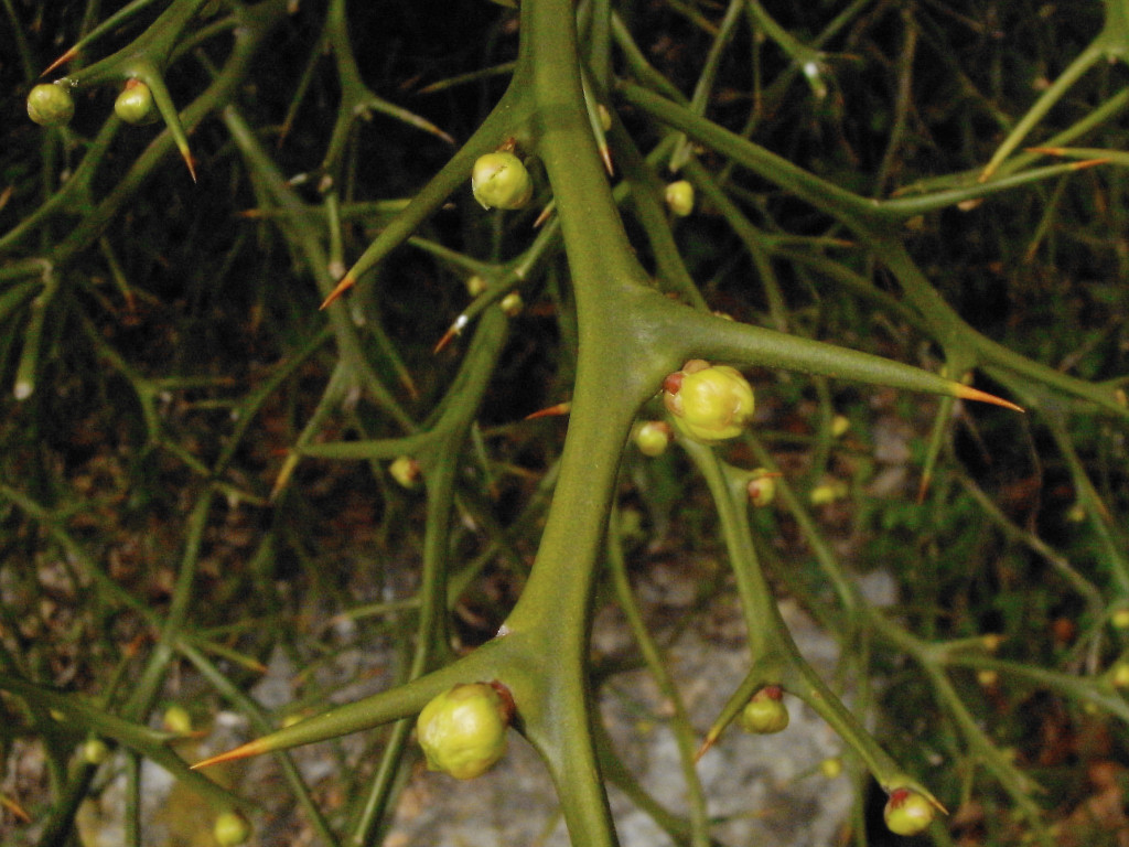 Citrus trifoliata-b_Anfang April 2009.jpg