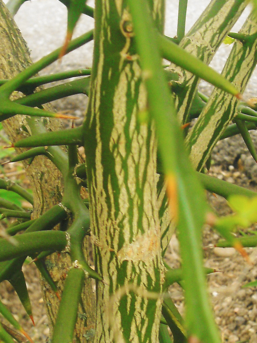 Citrus trifoliata-c_Anfang April 2012.jpg