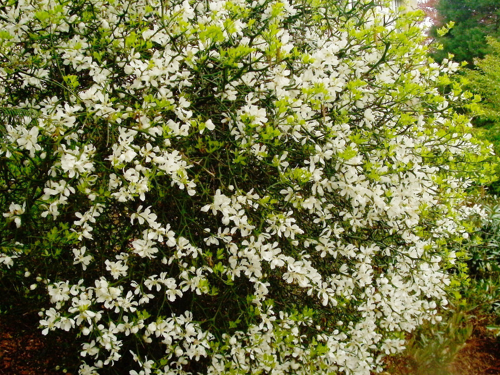 Citrus trifoliata-d_letztes Aprildrittel 2009.jpg