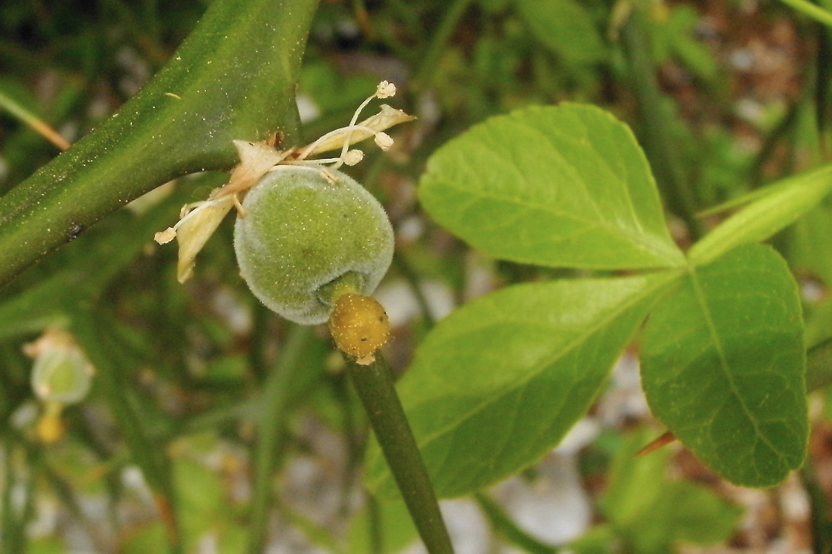 Citrus trifoliata-e_Ende April 2009.jpg