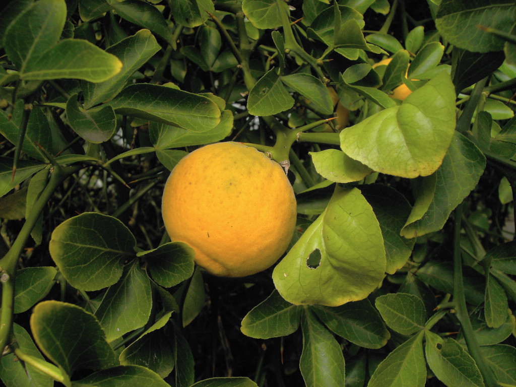 Citrus trifoliata-f_Ende September 2009.jpg