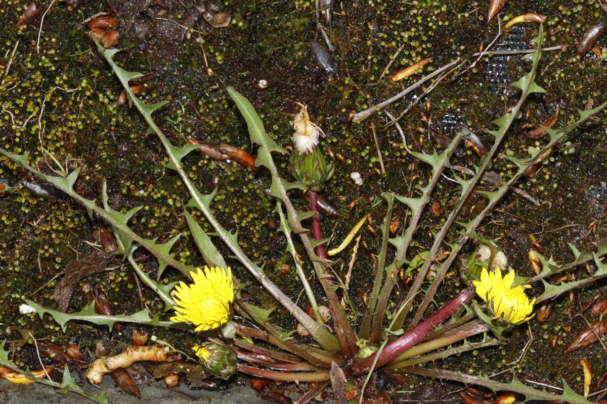 Taraxacum pollichii ex Oberbayern BotKA24 A09.jpg