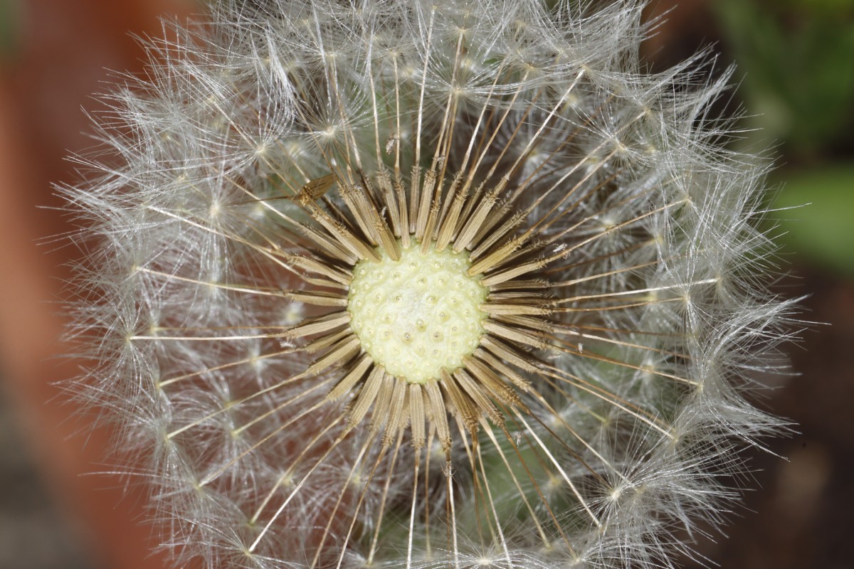 Taraxacum delanghei ex Gersheim cultWe22 A1.jpg