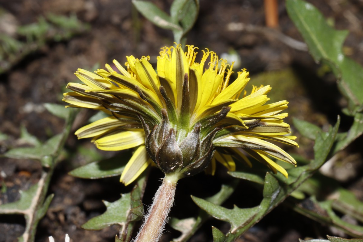 Taraxacum delanghei ex Gersheim SL GartenWe22 A15.jpg