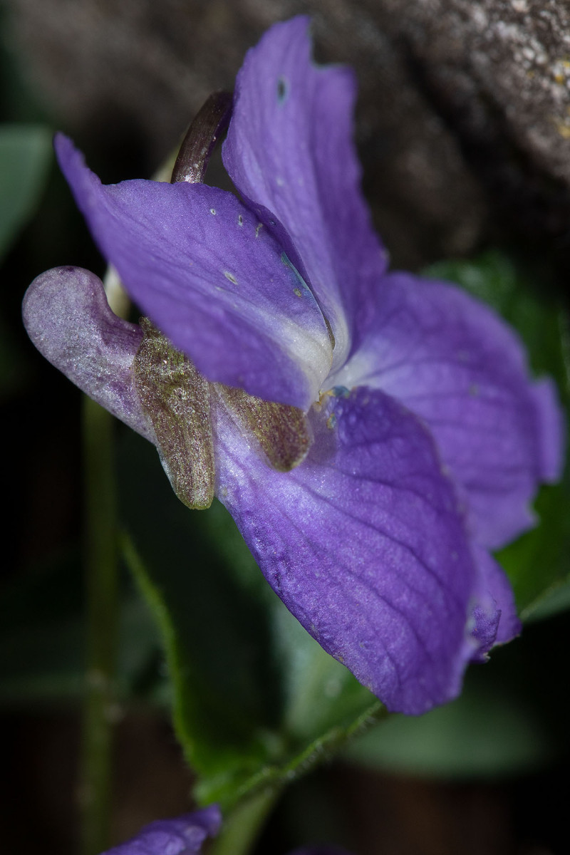 FRAGE_Viola alba_ssp_dehnhardtii_6073.jpg