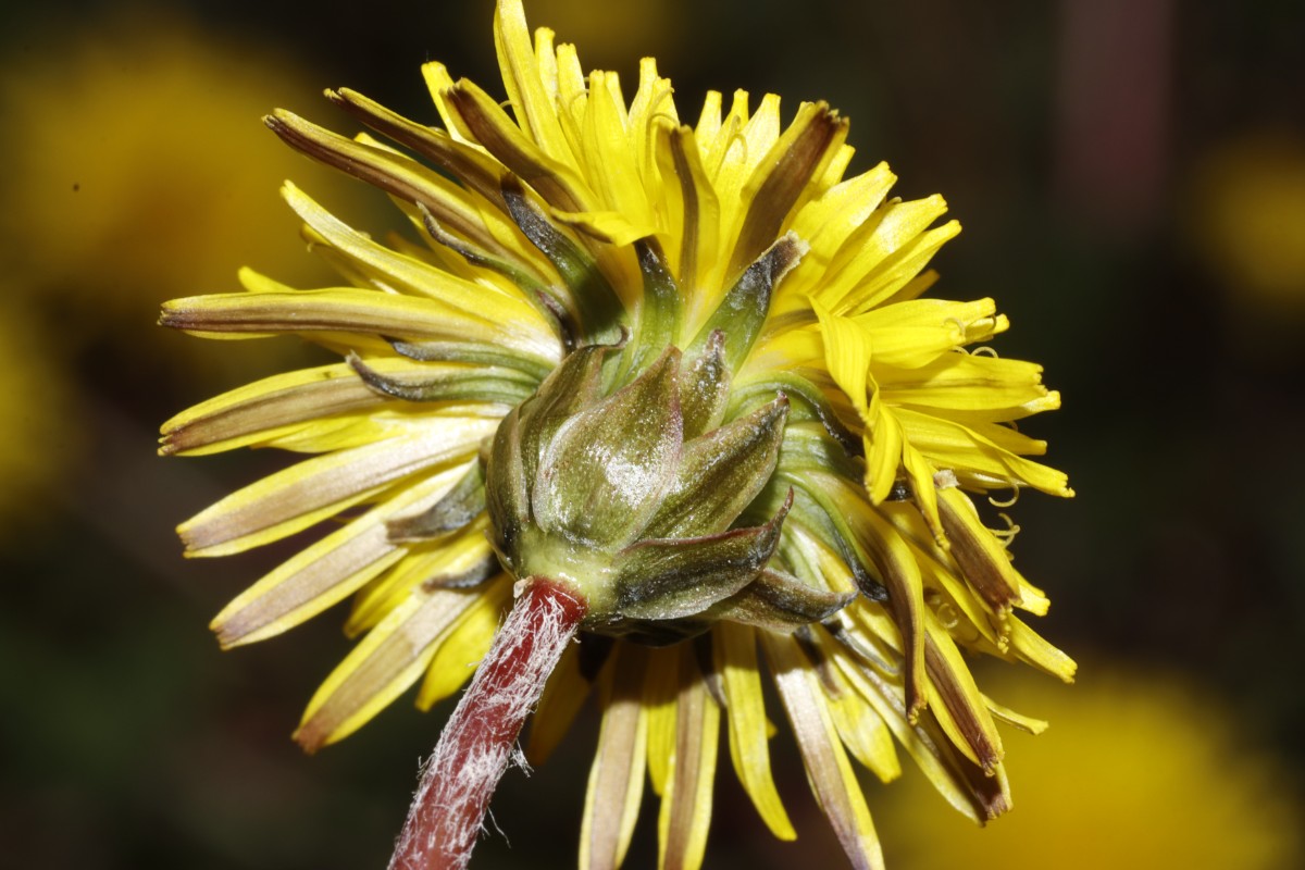 Taraxacum germanicum ex Grettstadt BotKA24 A18.jpg