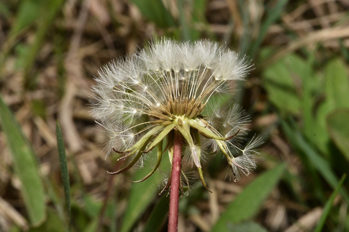 Taraxacum germanicum Grettstatt 28.4.19 RWL_8559.JPG