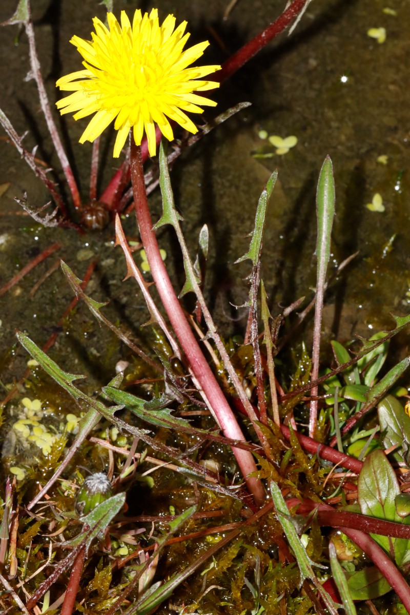 Taraxacum germanicum ex Grettstadt BotKA24 A14.jpg