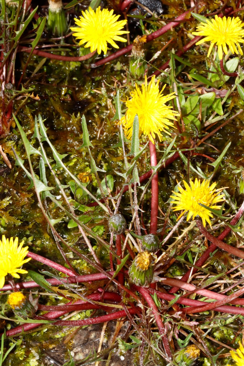 Taraxacum germanicum ex Grettstadt BotKA24 A02.jpg