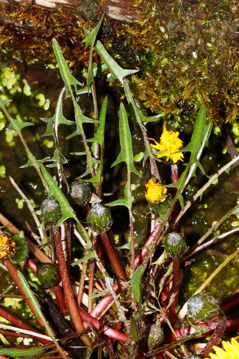 Taraxacum germanicum ex Grettstadt BotKA24 A16.jpg