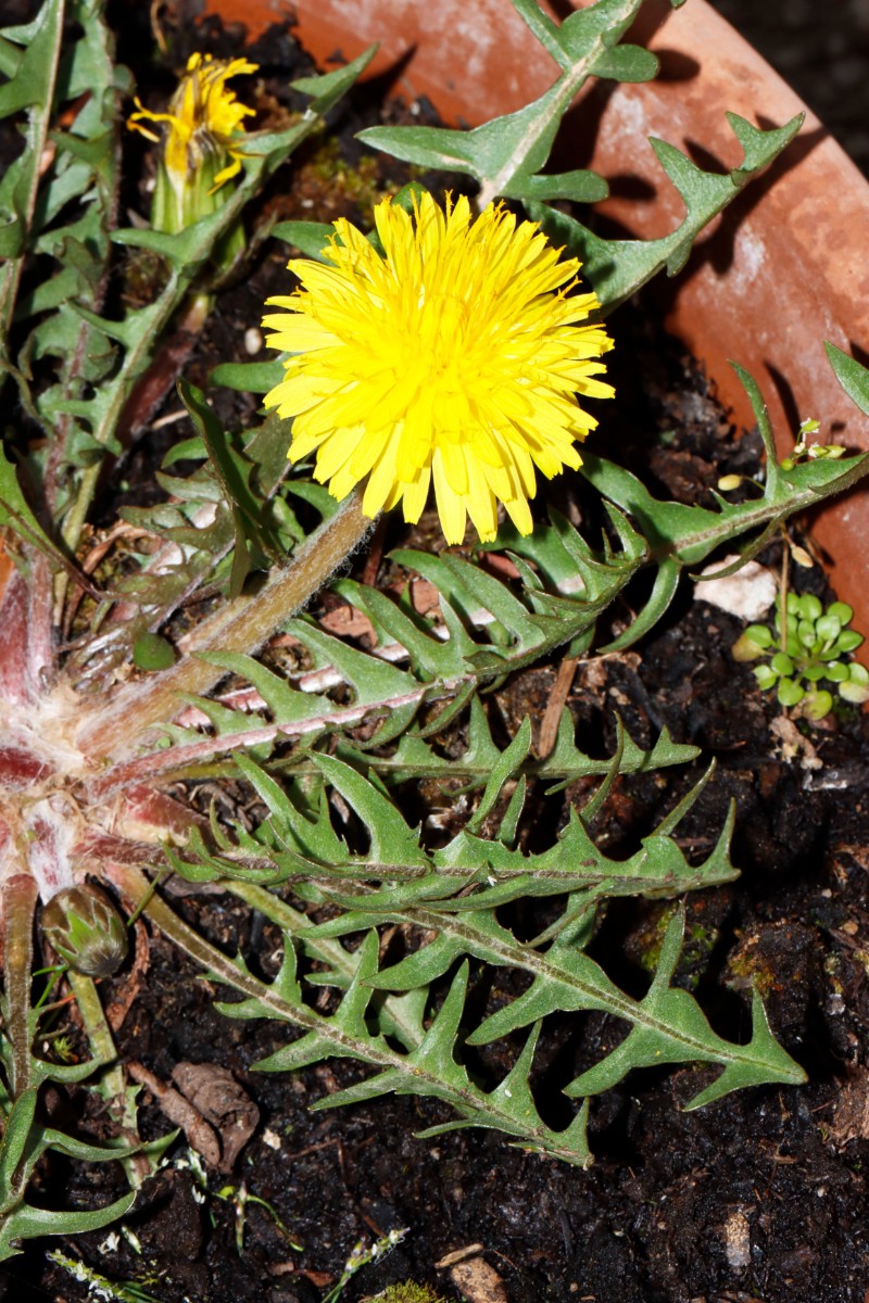 Taraxacum delanghei ex Gersheim cult Weiherberg A51.jpg