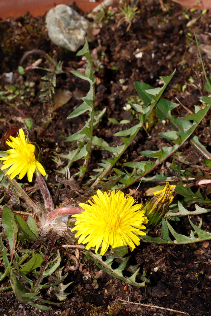 Taraxacum delanghei ex Gersheim GartenWe22 A31.jpg