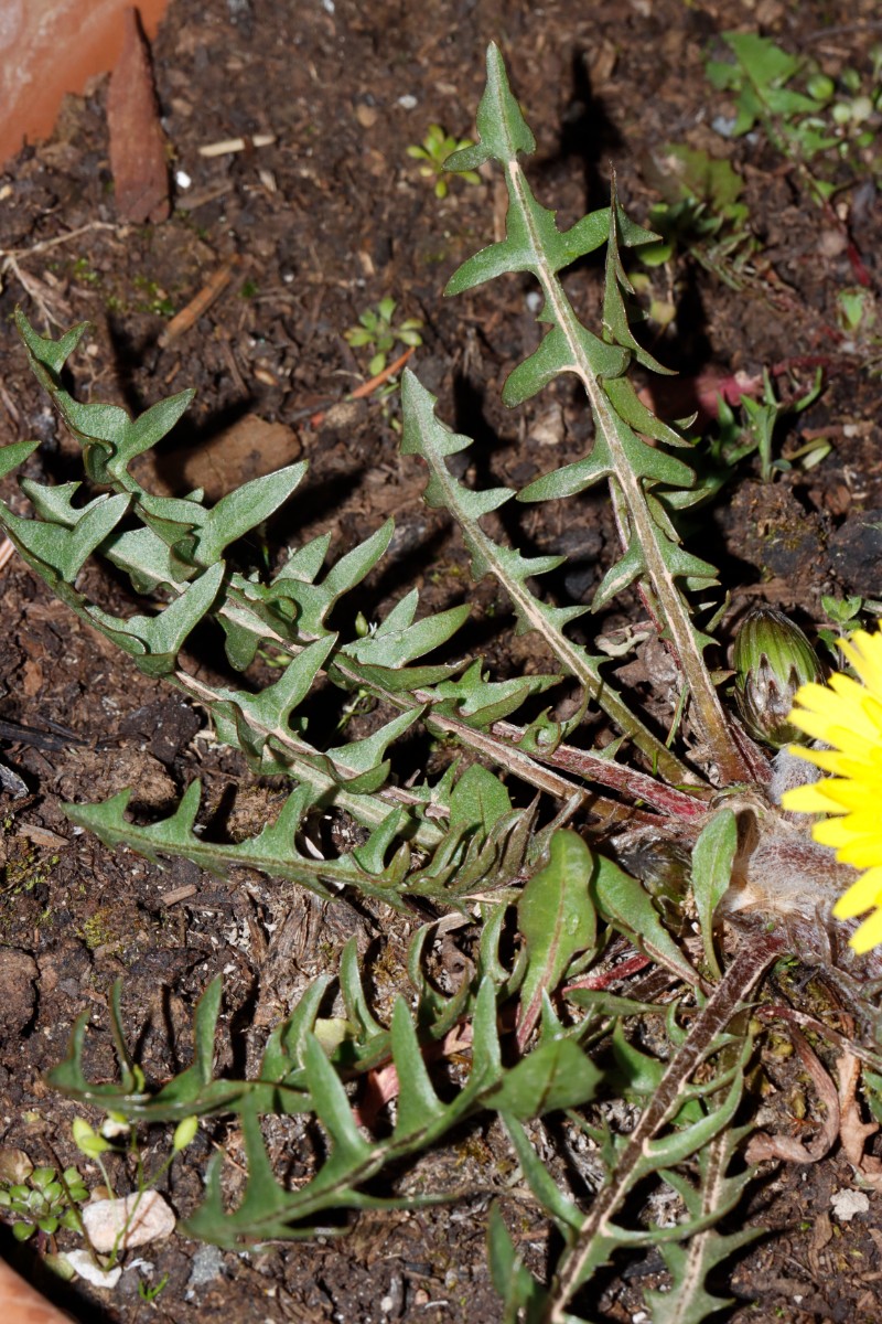 Taraxacum delanghei ex Gersheim SL GartenWe22 A13.jpg