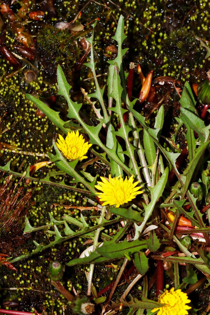 Taraxacum pollichii ex Oberbayern BotKA24 A13.jpg