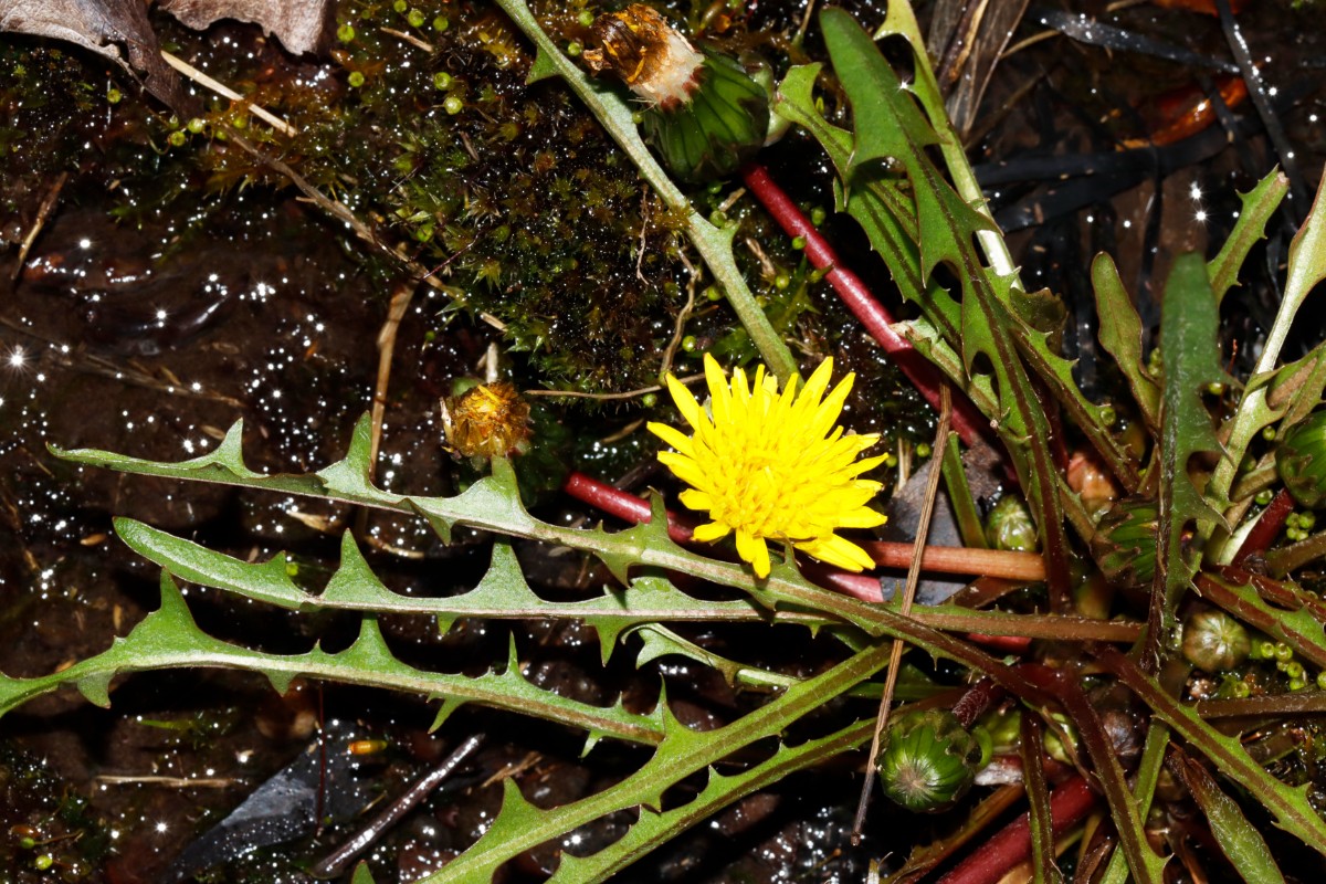 Taraxacum pollichii ex Oberbayern BotKA24 A19.jpg