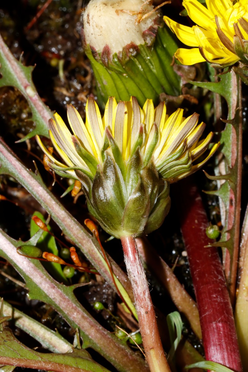 Taraxacum pollichii ex Oberbayern BotKA24 A21.jpg