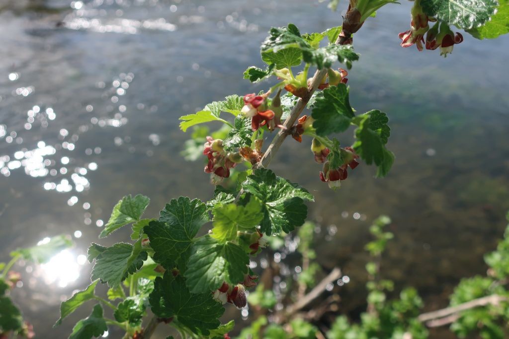 Ribes nigrum x uva-crispa 2_2024-04-05_Schmiechen.jpg