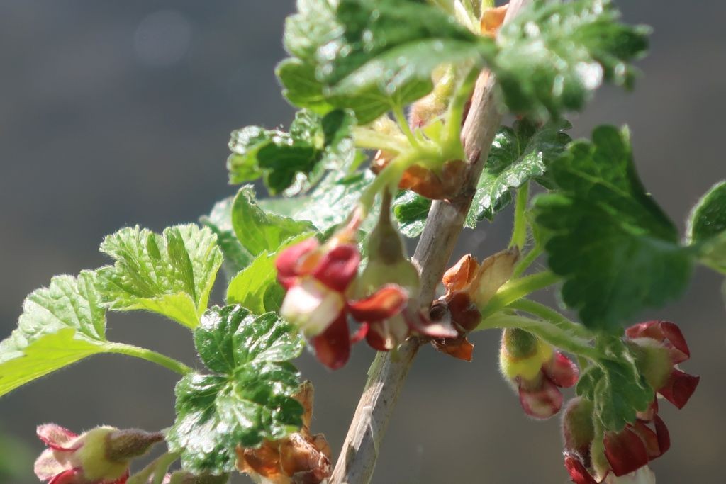 Ribes nigrum x uva-crispa 3_2024-04-05_Schmiechen.jpg