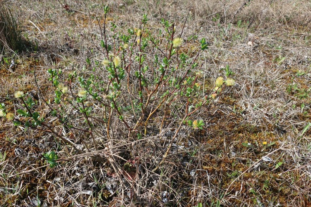 Salix repens 2_2024-04-05_Schmiechen.jpg