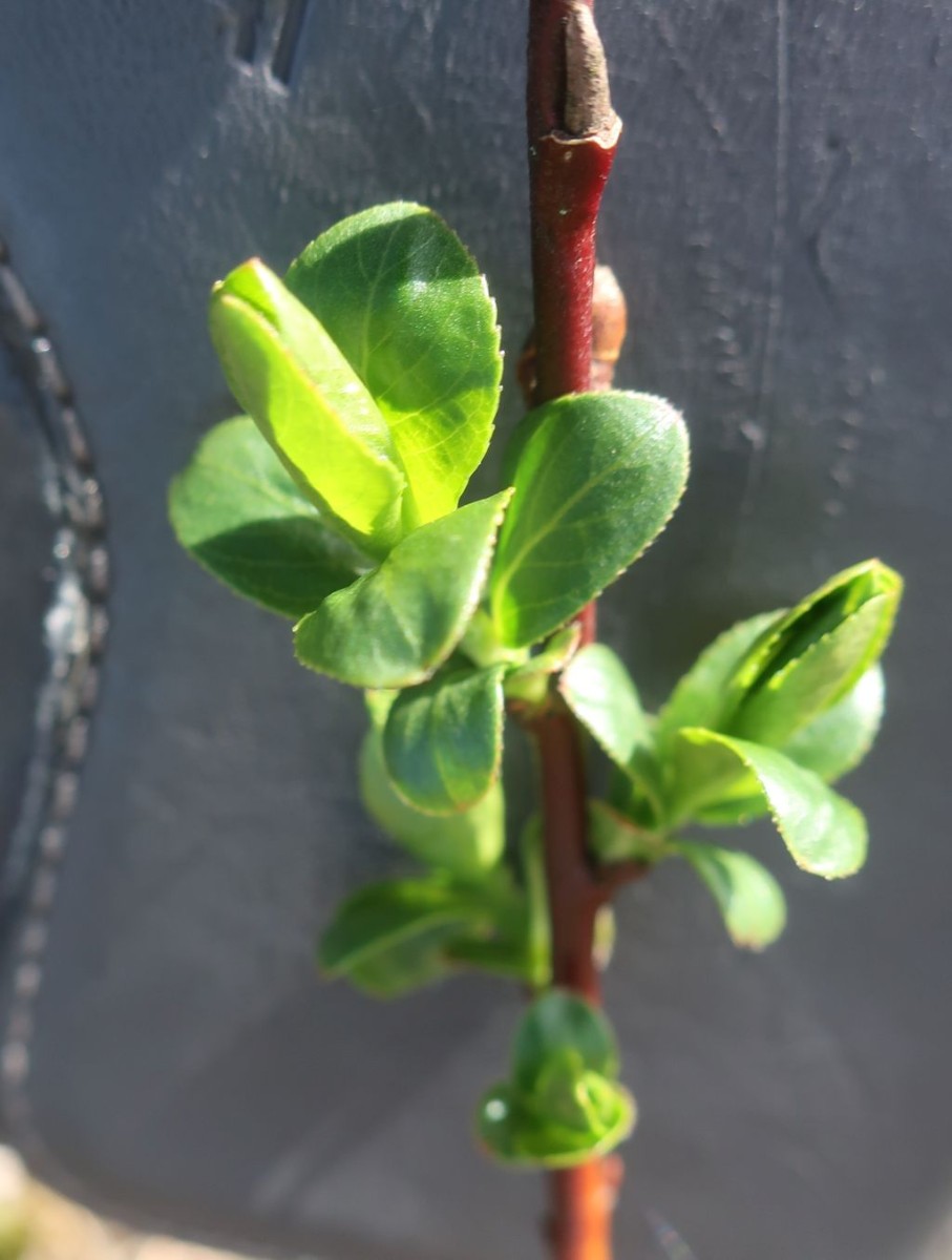 Salix repens 4_2024-04-05_Schmiechen.jpg