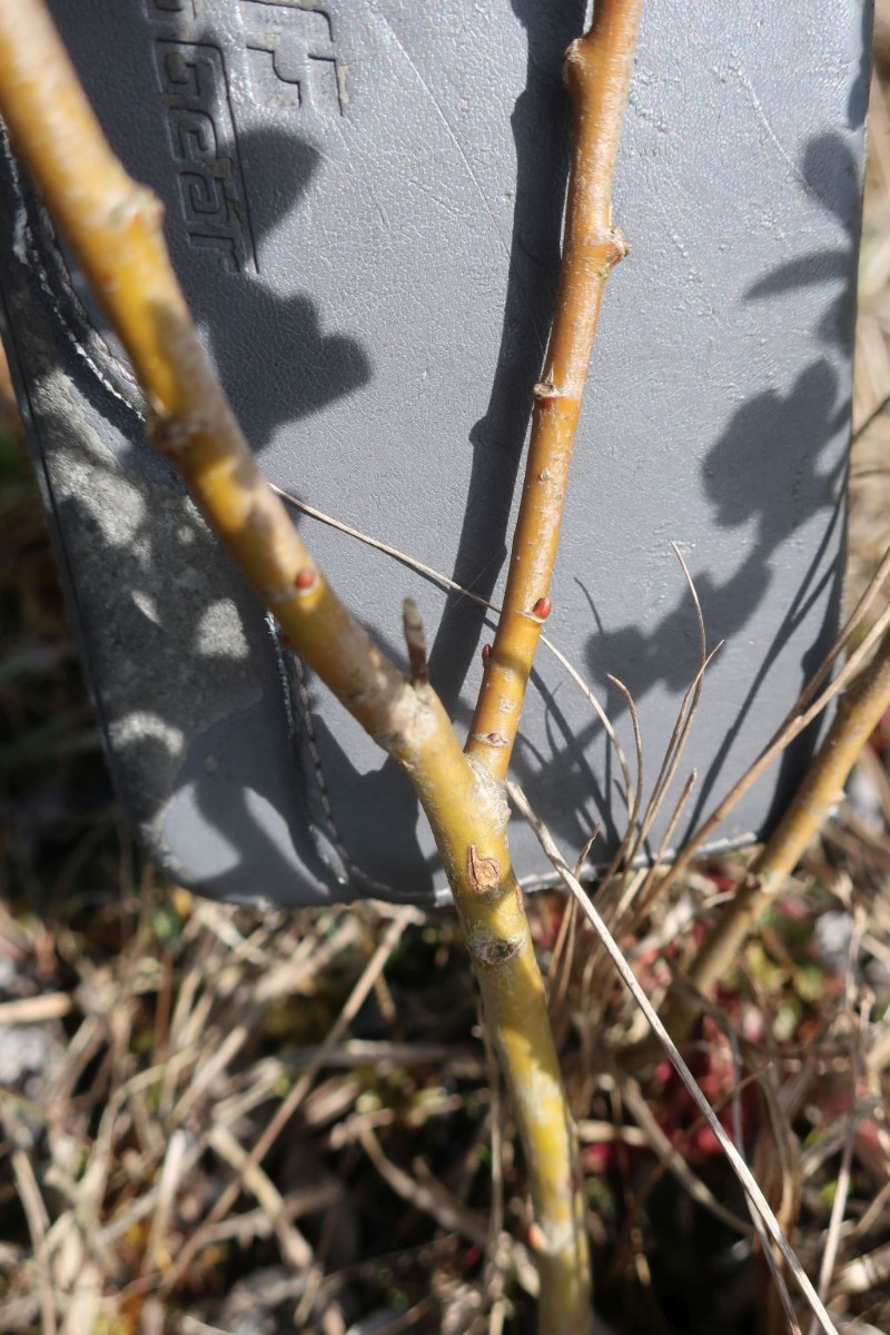 Salix repens 7_2024-04-05_Schmiechen.jpg