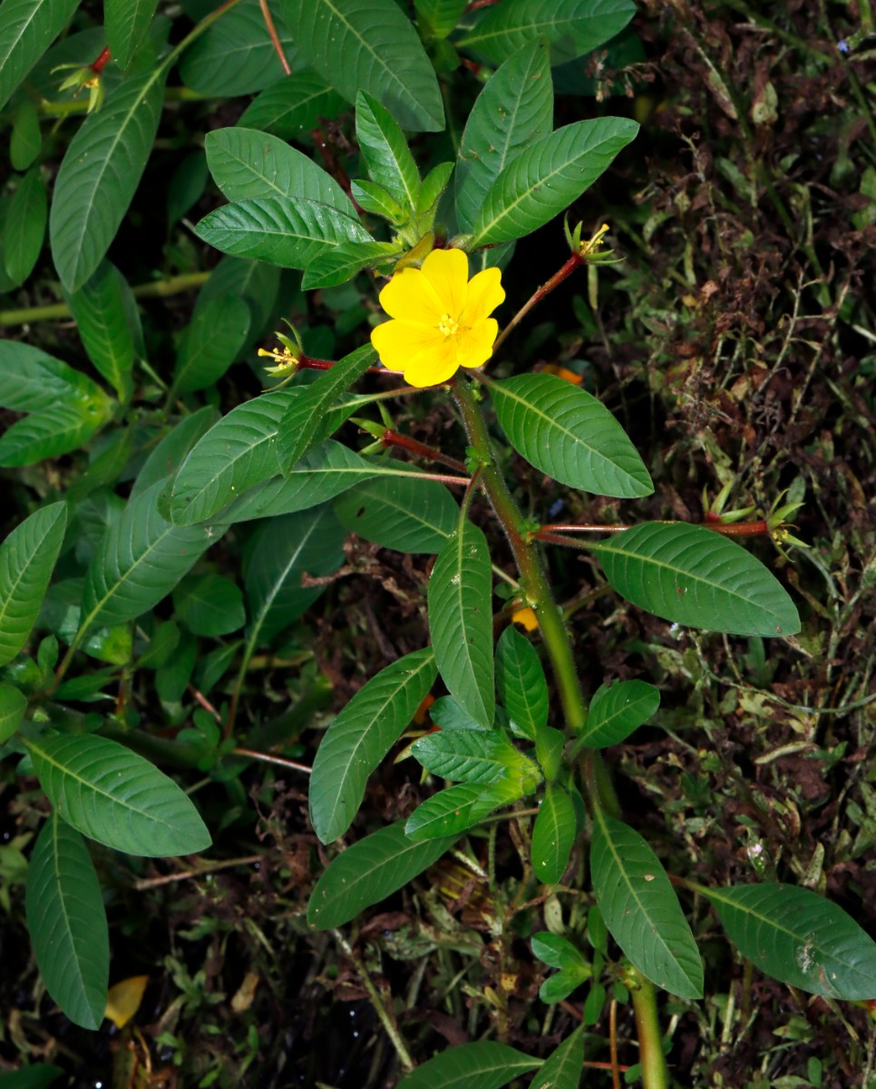 Ludwigia peploides Evette-Salbert A03.jpg