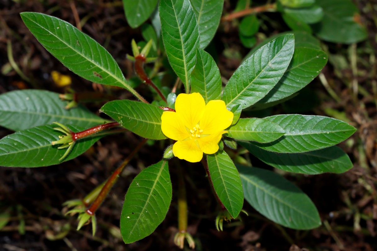 Ludwigia peploides Evette-Salbert A05.jpg