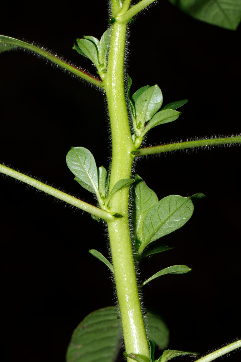 Ludwigia peploides Evette-Salbert A07.jpg