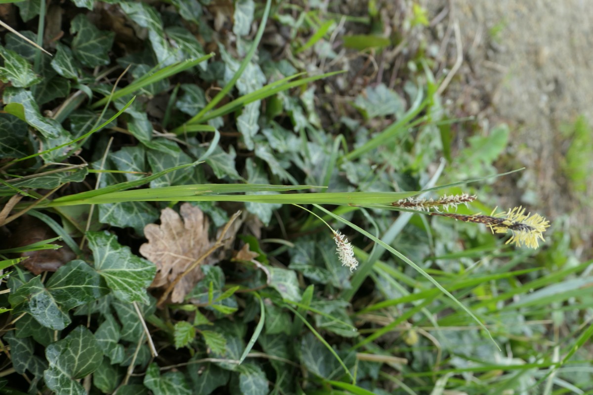 Carex flacca?